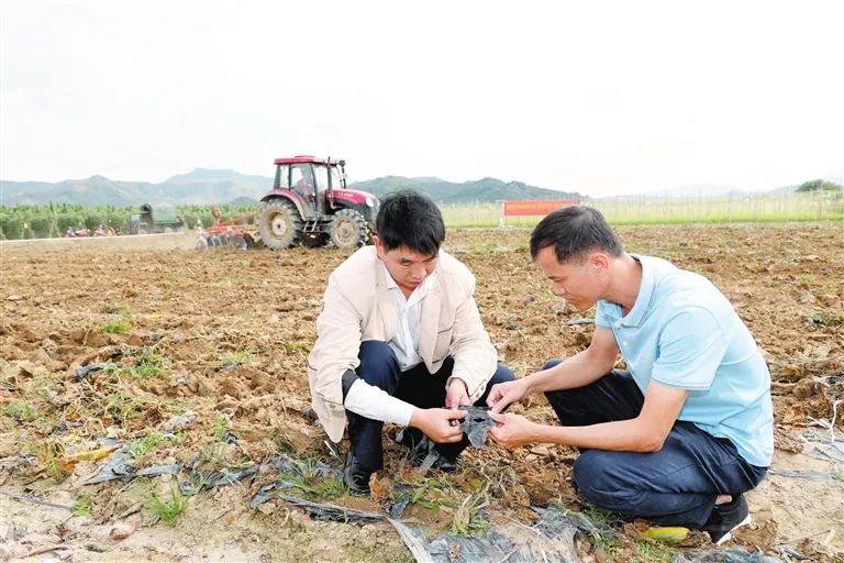 海南三亞建設(shè)地膜秸稈吊繩一體化還田示范基地